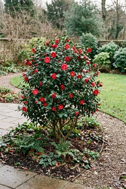 Camellia vernalis 'Yuletide' struik 200-225 cm C130