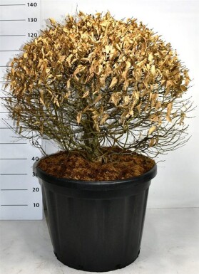 Carpinus betulus bolvorm 80-90 cm C110