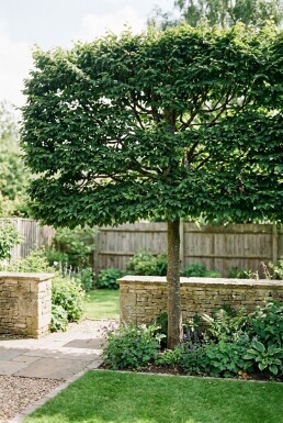 Carpinus betulus scherm 120 cm C45