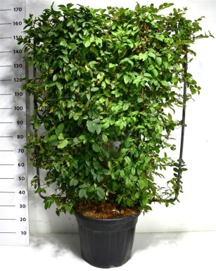 Carpinus betulus scherm 120 cm C45