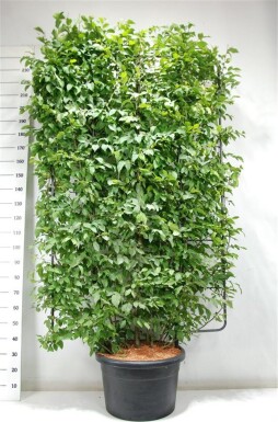 Carpinus betulus scherm 200 cm C60