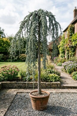 Cedrus atlantica 'Glauca Pendula' op stam 120-140 cm C180