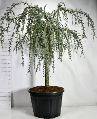 Cedrus atlantica 'Glauca Pendula' op stam 120-140 cm C180