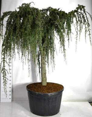 Cedrus atlantica 'Glauca Pendula' op stam 110 cm C280