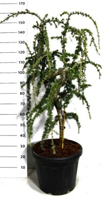 Cedrus atlantica 'Glauca Pendula' op stam 30-40 cm C35