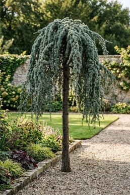 Cedrus atlantica 'Glauca Pendula' op stam 30-40 cm C35