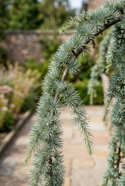 Cedrus atlantica 'Glauca Pendula' op stam 30-40 cm C35