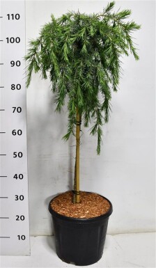 Cedrus deodara 'Feelin' Blue' op stam 60 cm C13