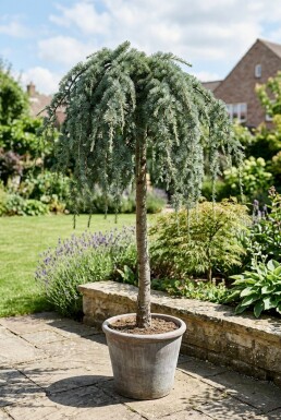 Cedrus deodara 'Feelin' Blue' op stam 60 cm C13
