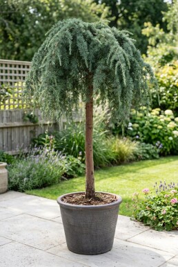 Cedrus deodara 'Feelin' Blue' op stam 100 cm C18