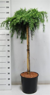 Cedrus deodara 'Feelin' Blue' op stam 100 cm C18