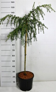 Cedrus deodara 'Feelin' Blue' op stam 80 cm C18