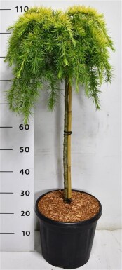Cedrus deodara 'Lime Glow' op stam 60 cm C13