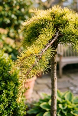 Cedrus deodara 'Lime Glow' op stam 60 cm C13