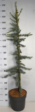 Cedrus libani 'Glauca' struik 125-150 cm C12
