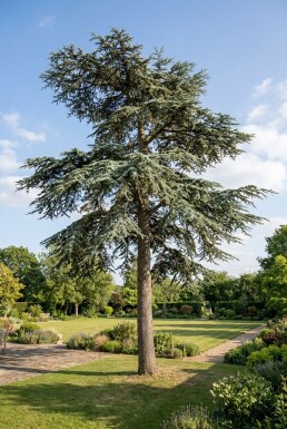 Cedrus libani 'Glauca' struik 125-150 cm C12