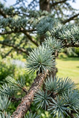Cedrus libani 'Glauca' struik 125-150 cm C12
