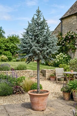 Cedrus libani 'Glauca' op stam 90 cm C12
