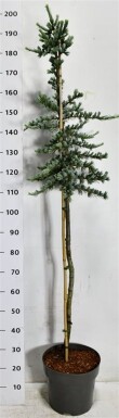 Cedrus libani 'Glauca' op stam 90 cm C12