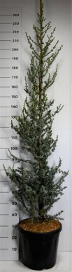 Cedrus libani 'Glauca' struik 175-200 cm C35