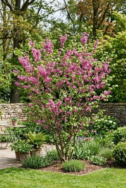 Cercis chinensis 'Avondale' struik 150-175 cm C55