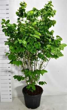 Cercis chinensis 'Avondale' struik 150-175 cm C55