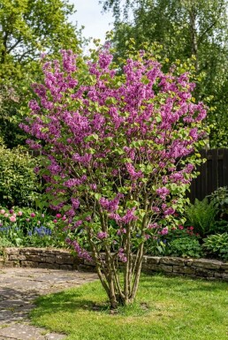 Cercis chinensis 'Avondale' struik 150-175 cm C55