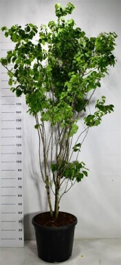 Cercis chinensis 'Shirobana' struik 175-200 cm C55