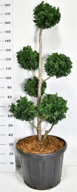 Chamaecyparis lawsoniana 'Wisselii' ponpon 120-140 cm C45