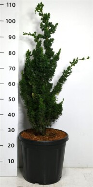Chamaecyparis lawsoniana 'Wissel's Saguaro' struik 60-80 cm C18