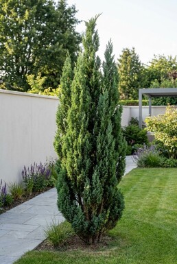 Chamaecyparis lawsoniana 'Wissel's Saguaro' struik 60-80 cm C18