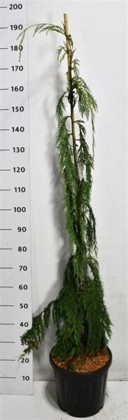 Chamaecyparis nootkatensis 'Moonshot' gestokt 125-150 cm C18