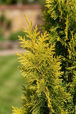Chamaecyparis nootkatensis 'Moonshot' gestokt 125-150 cm C18