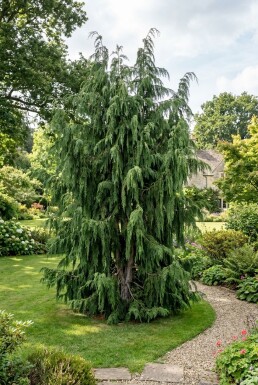 Chamaecyparis nootkatensis 'Pendula' struik 125-150 cm C35