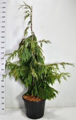 Chamaecyparis nootkatensis 'Pendula' struik 125-150 cm C35