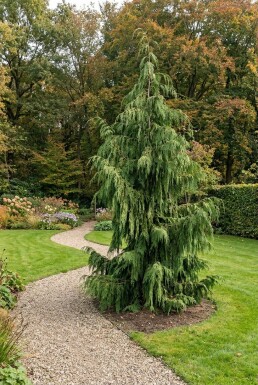 Chamaecyparis nootkatensis 'Pendula' struik 125-150 cm C35