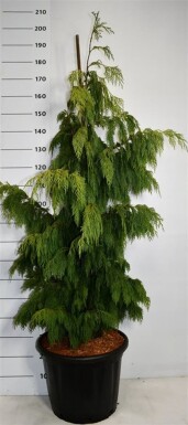 Chamaecyparis nootkatensis 'Pendula' struik 150-175 cm C45
