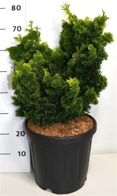 Chamaecyparis obtusa 'Aurora' struik 60-70 cm C18