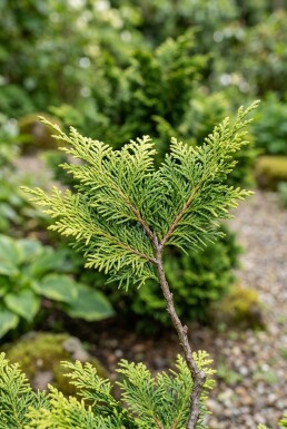 Chamaecyparis obtusa 'Aurora' struik 60-70 cm C18