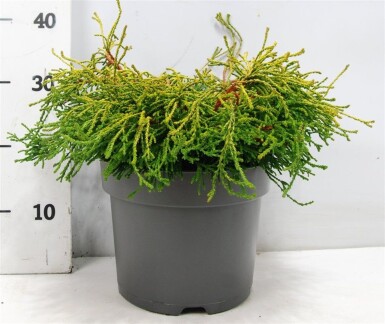 Chamaecyparis obtusa 'Gitte' struik 40-50 cm C7.5