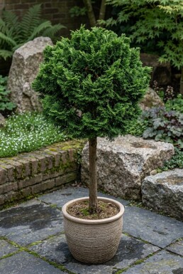 Chamaecyparis obtusa 'Nana Gracilis' op stam 40 cm C13