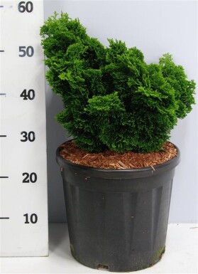 Chamaecyparis obtusa 'Nana Gracilis' struik 30-40 cm C18