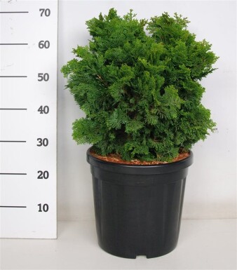 Chamaecyparis obtusa 'Nana Gracilis' struik 50-60 cm C18