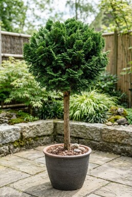 Chamaecyparis obtusa 'Nana Gracilis' op stam 90 cm C18