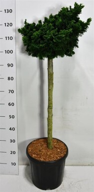 Chamaecyparis obtusa 'Nana Gracilis' op stam 90 cm C18