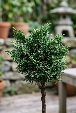 Chamaecyparis obtusa 'Nana Gracilis' op stam 90 cm C18