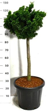 Chamaecyparis obtusa 'Nana Gracilis' op stam 60 cm C25