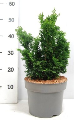 Chamaecyparis obtusa 'Nana Gracilis' struik 25-30 cm C5