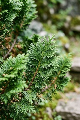 Chamaecyparis obtusa 'Nana Gracilis' struik 30-35 cm C7.5