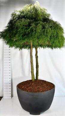 Chamaecyparis pisifera 'Filifera Nana' meerstammig 250-275 cm C670